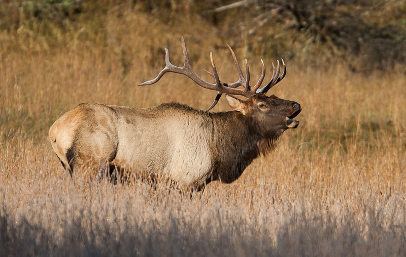 bull elk bugling in tall brown grasses