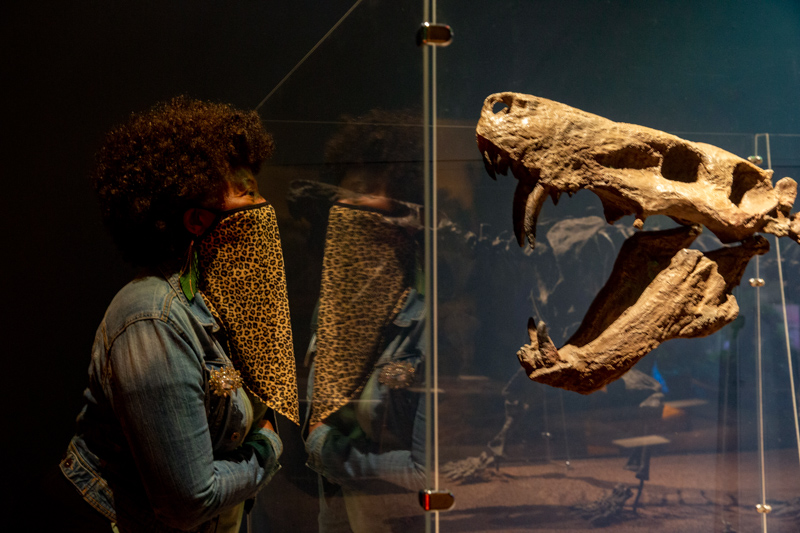 A Museum staff member comes face-to-face with Permian Monster Inostrancevia.