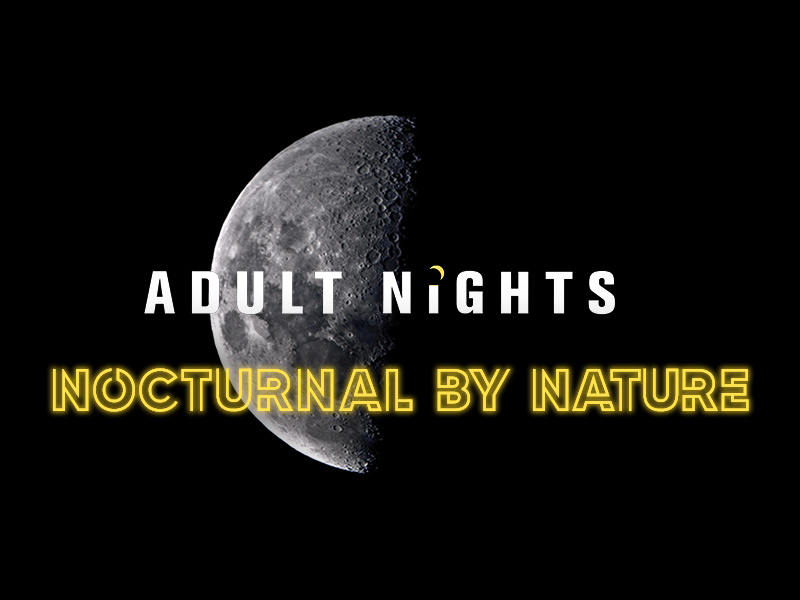 Adult Nights: Nocturnal by Nature