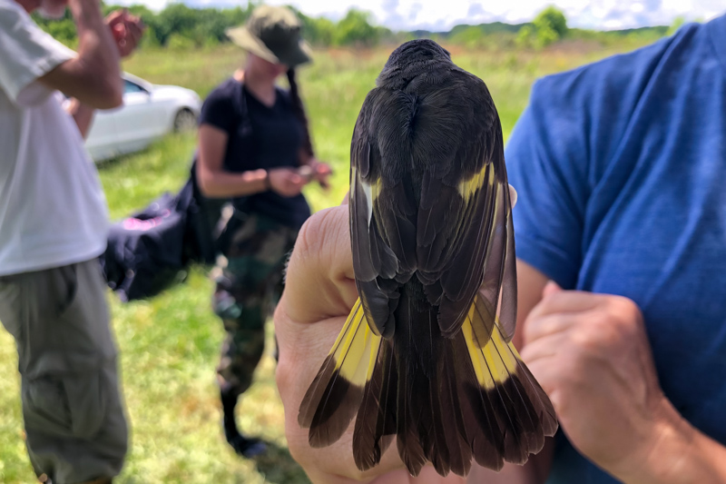 From April to mid-October, you can expect to see the vibrantly colored American Redstart across North Carolina, from the coastal plains to the Appalachian Mountains. Females, like the one pictured here, are mostly gray with yellow feathers, while males are mostly black with orange feathers. Photo: Cameron Stuart.