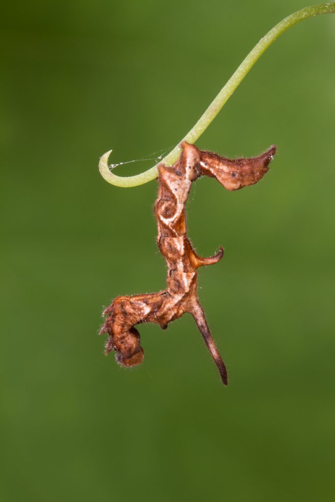 Curved-lined Owlet caterpillar on a dark green background