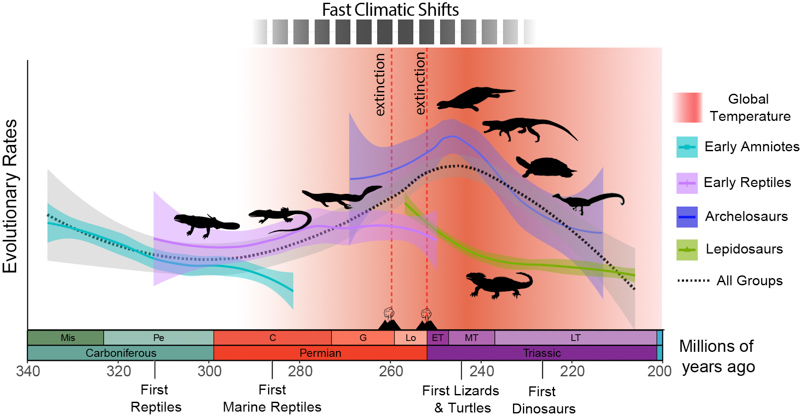 Evolutionary response from reptiles to global warming and fast climatic changes. Rates of evolution (adaptive anatomical changes) in reptiles start increasing early in the Permian (at about 294 million years ago), which also marks the onset of the longest period of successive fast climatic shifts in the geological record. From 261 until 235 million years ago, increased global warming from massive volcanic eruption contributed to further climate change and led to the hottest period in Earth’s history. This resulted in two mass extinctions and the demise of reptile competitors on land (mammalian ancestors). The most intensive period of global warming coincided with the fastest rates of evolution in reptiles, marking the diversification of reptile body plans and the origin of modern reptile groups.