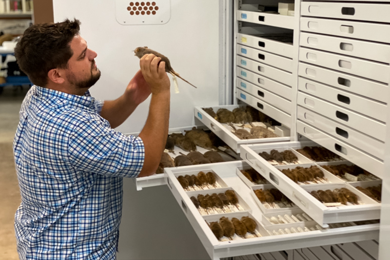 Dr. Mike Cove in the Mammal Collection at the Museum.