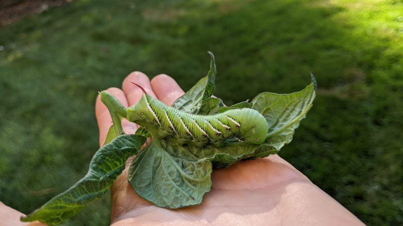 Tobacco Hornworm on leaves being held in hand.