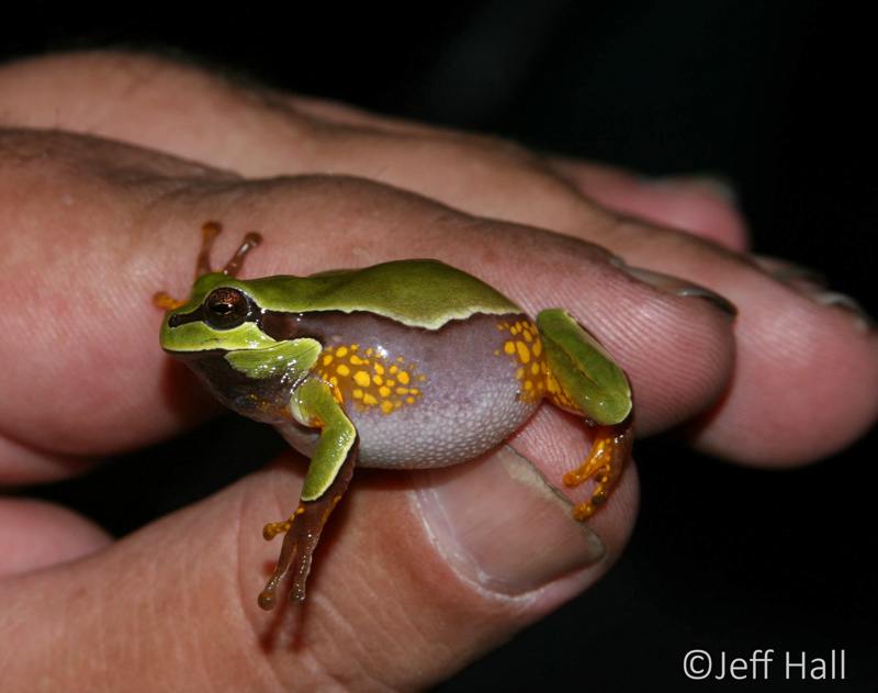 Pine Barrens Treefrog. Photo: Jeff Hall.
