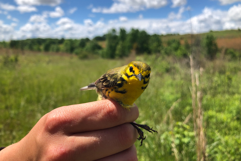 During mating season, migratory Prairie Warblers are found in overgrown shrubs and along the edges of regrown forests throughout the East Coast and much of the Southern United States.