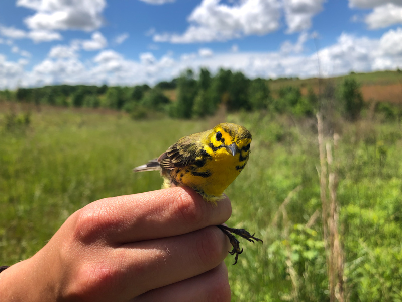 During mating season, migratory Prairie Warblers are found in overgrown shrubs and along the edges of regrown forests throughout the east coast and much of the southern United States. Photo: Cameron Stuart.