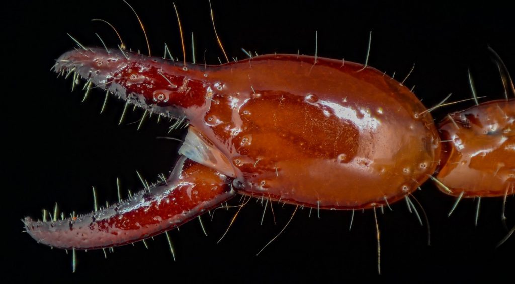 Zoomed-in portrait of a red scorpion pedipalp on a black background