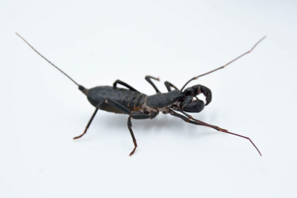 Black Vinegaroon on white background.