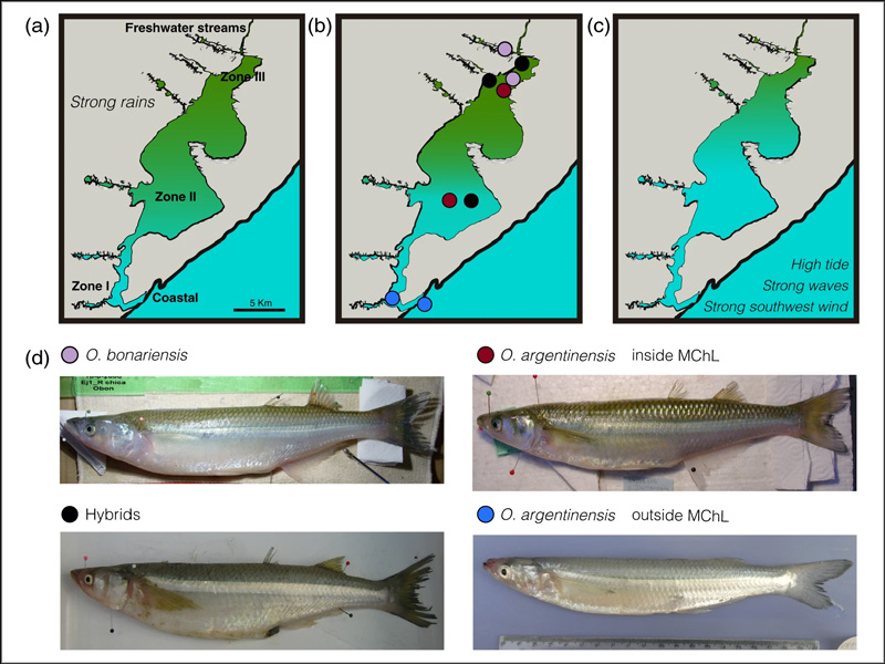 Figure showing salinity and species distribution in the Mar Chiquita Lagoon under variable environmental conditions.