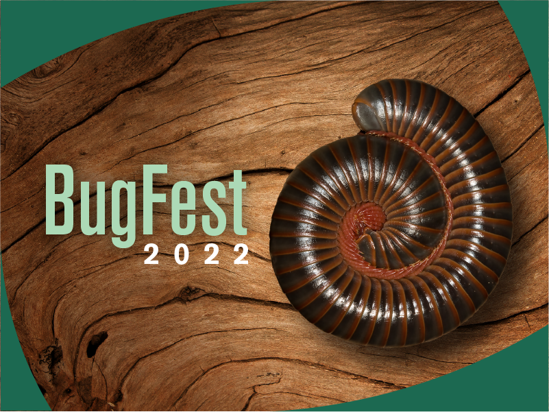 BugFest 2022