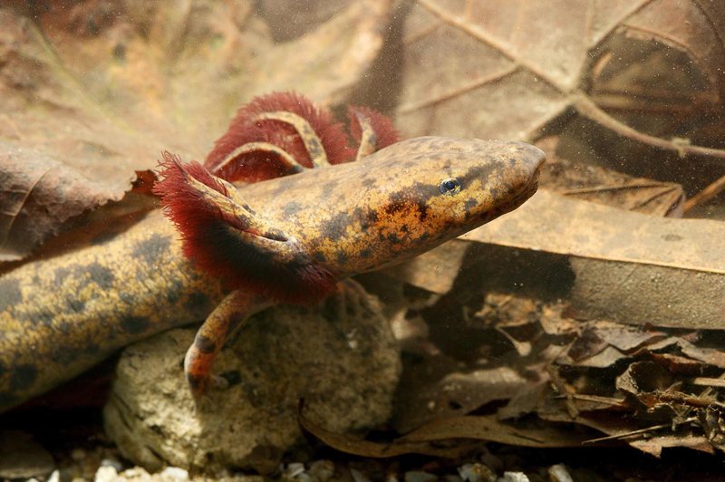 salamander with frilly gills underwater