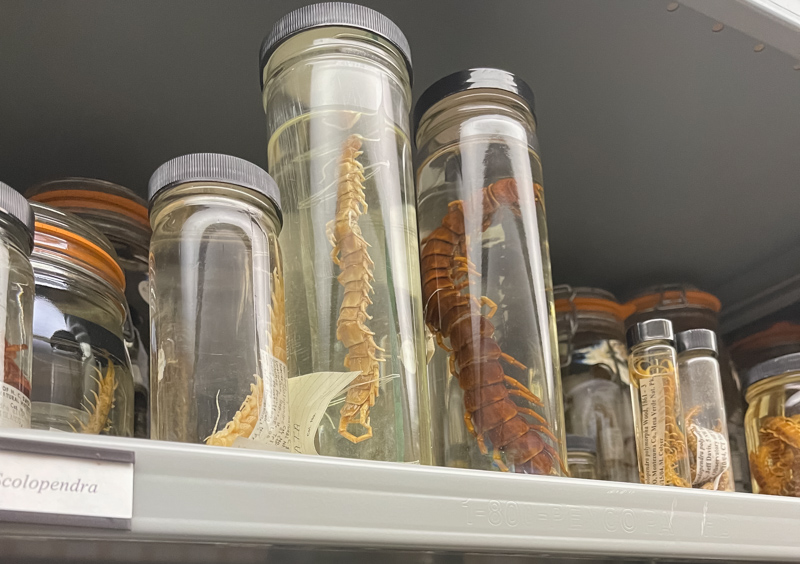 A tiny part of the myriapod collection at the Museum. Photo: Dr. Cindy Lincoln/NCMNS.
