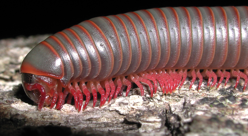 Narceus sp. millipede. Photo: Mike Dunn.