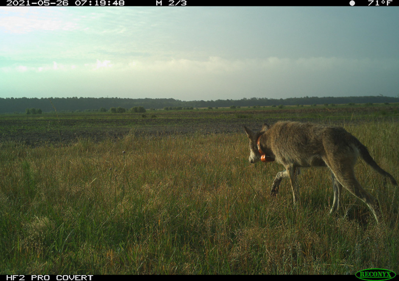 Red Wolf trotting away from the camera trap into a field.