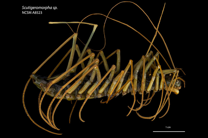 Photo: House centipede (Scutigeromorpha) from Laos by Ian Cook.