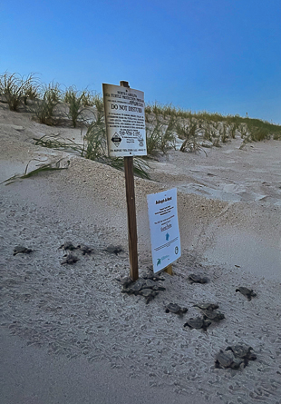 Loggerhead hatchlings flip-flop past a warning sign towards the sea.