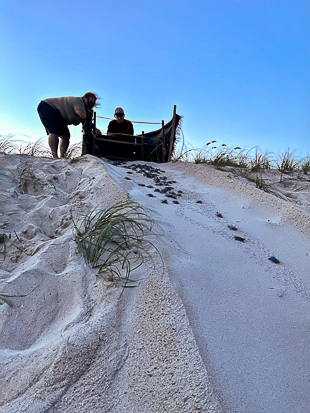 Volunteers watch sea turtle hatchlings 'boiling' from a nest near the top of a dune.