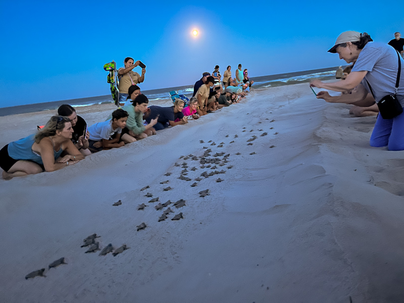 Loggerhead Sea Turtle hatchlings flip-flop to the sea under moonlight