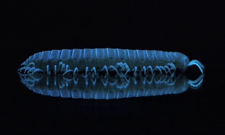Bioluminescent millipede. Still from video by Owen Bissell, National Geographic Society Expeditions Council, courtesy of Dr. Paul E. Marek.