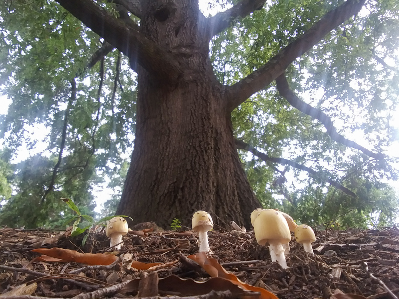 Mushrooms growing underneath a large tree