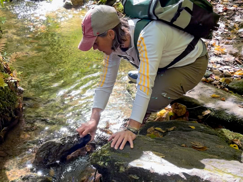Dr. Bronwyn Williams searching for crayfish in the field.