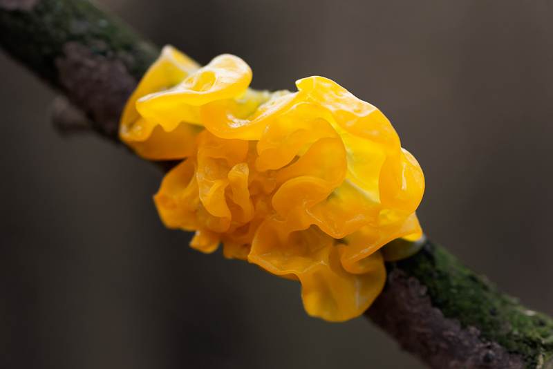 Yellow Brain Tremella, a jelly fungus.