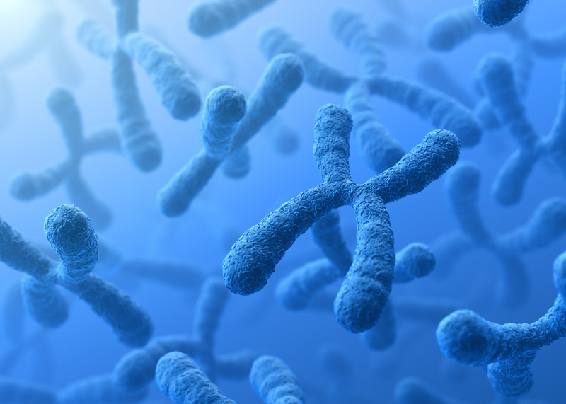 3D illustration of X Chromosomes