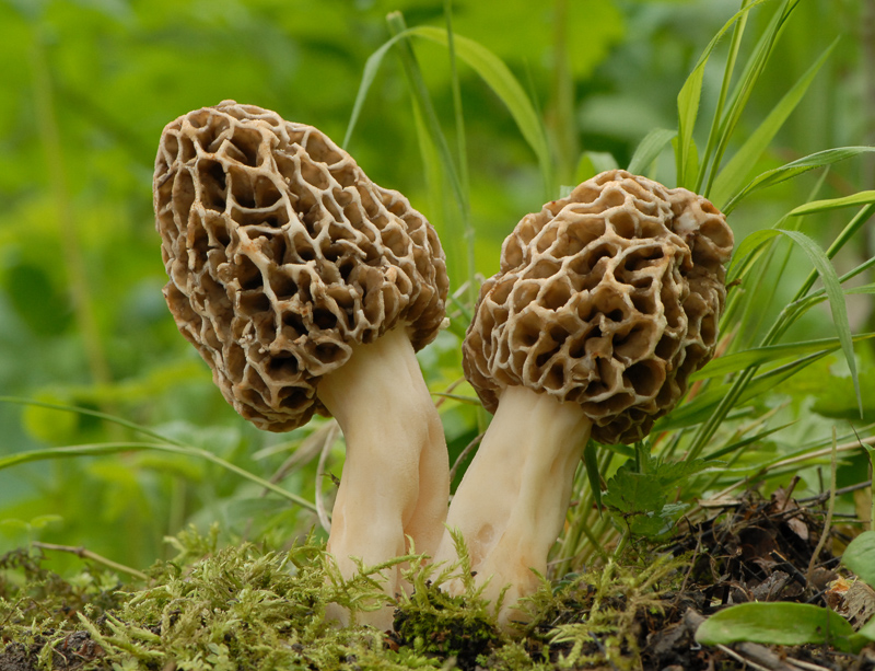 Common morel mushrooms.