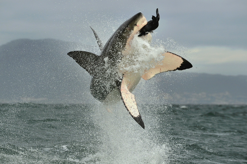 Great White Shark breaching in attack on seal