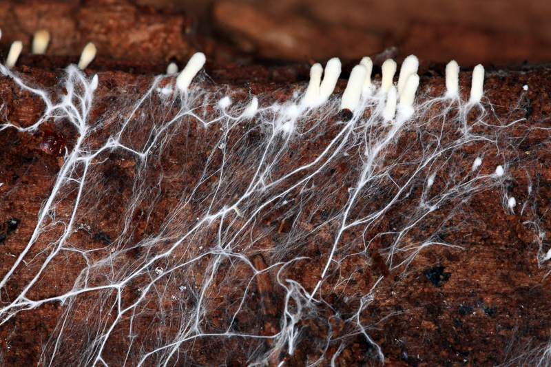 Mycelium is a root-like structure made up of branching filamentous cells called hyphae.