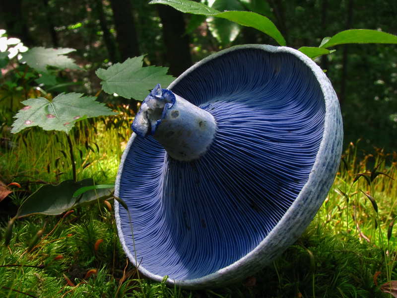 Lactarius indigo mushroom. Photo: Dan Molter, CC BY-SA 3.0 via Wikimedia Commons.