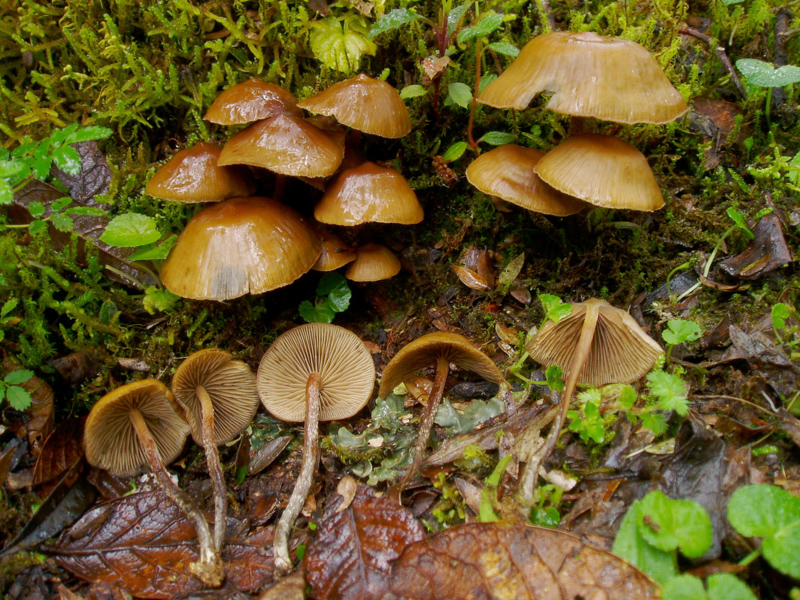 Psilocybin mushrooms