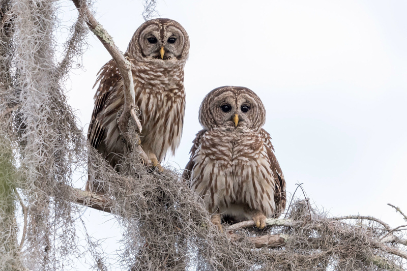 Pair of Barred Owls. Photo: Tom Ingram.