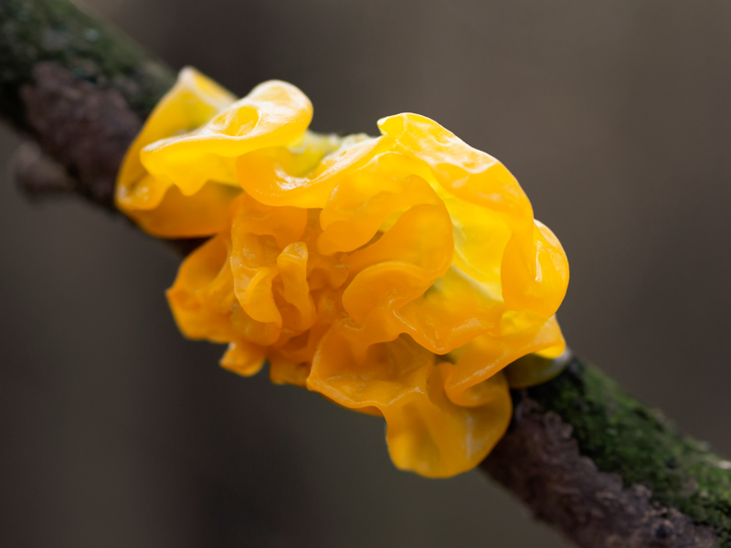 Yellow Brain Tremella, a jelly fungus.