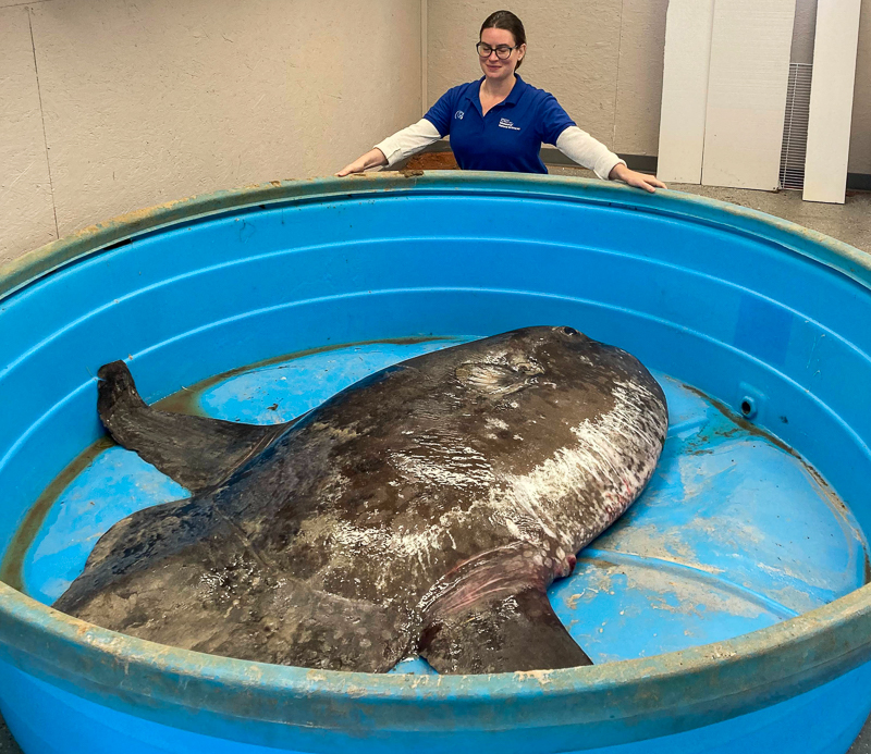Dr. Lily Hughes with a sharptail mola recovered from North Topsail Beach. The fish is lying in a blue pool.