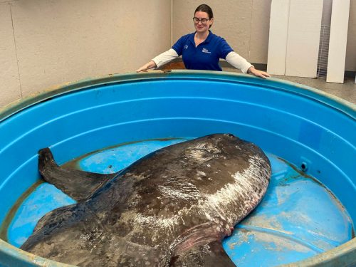 Big fish tale: 450-pound sharptail mola washed up on North Topsail Beach