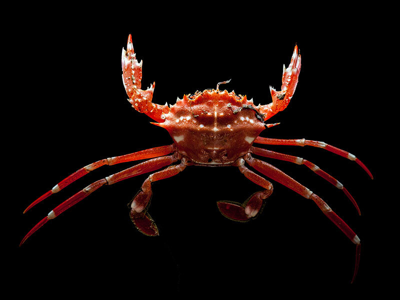 Red deep-sea crab.
