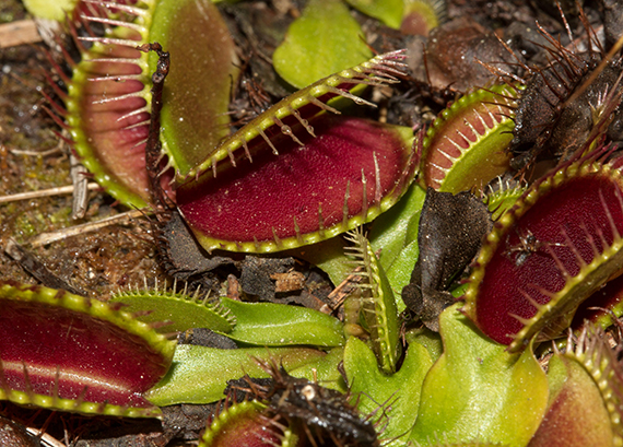 multiple Venus flytraps with red centers and green on the outside, each side of the trap is fringed with lashes.