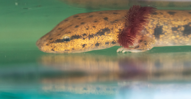 Neuse River waterdog, head-on.