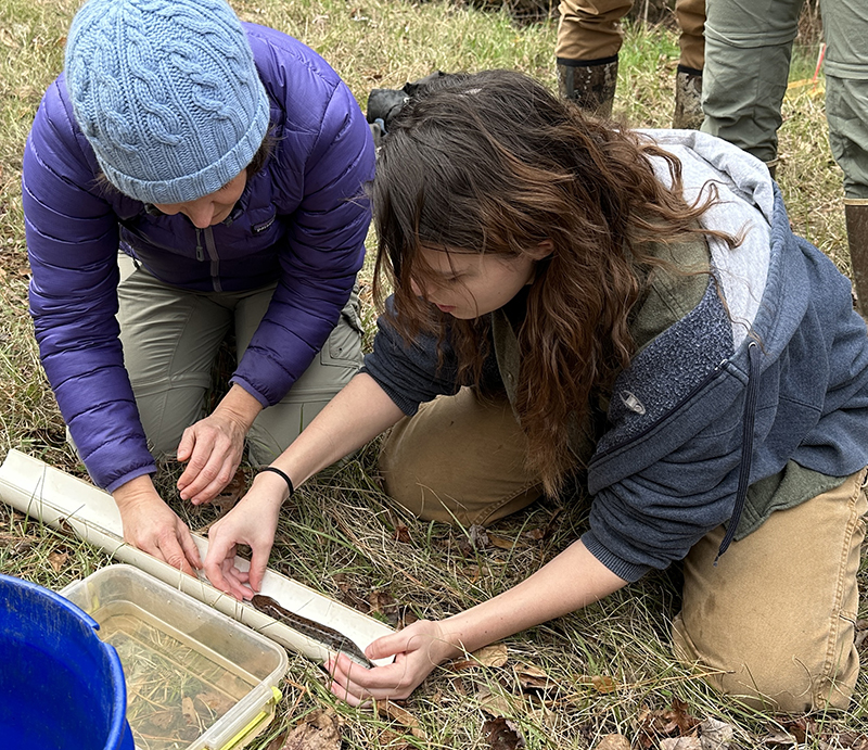 Two people using a ruler mounted in a half PVC pipe to measure the length of a waterdog.