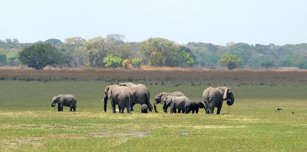 Elephant herd in Zambia.