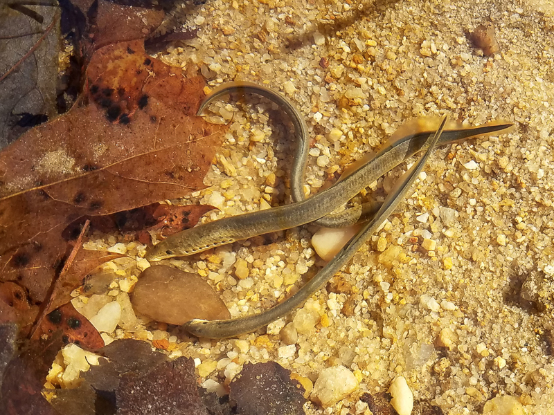 least brook lamprey in the stream