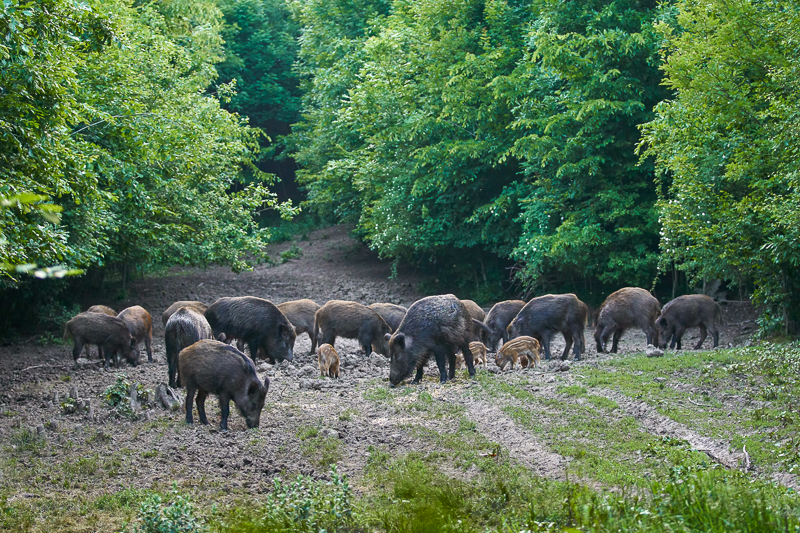 Herd of feral swine near trees.