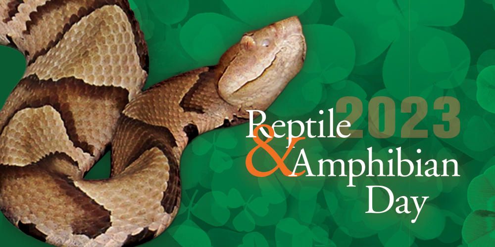 Reptile & Amphibian Day 2023: Copperhead on green background.