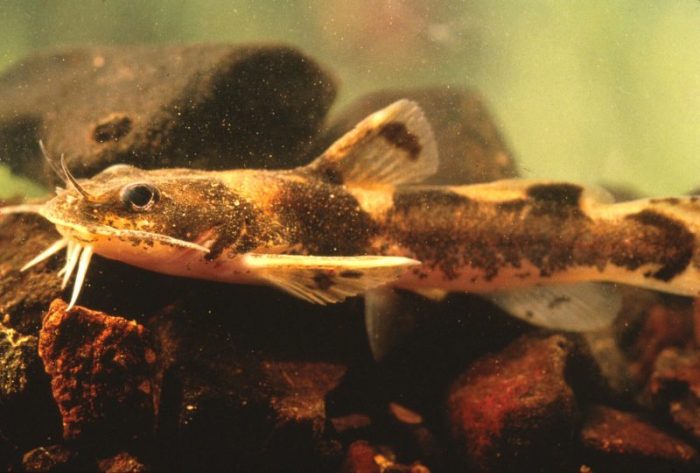 Carolina Madtom, a tiny, native catfish.