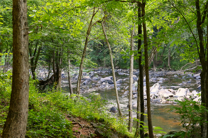 Eno River with green-leaved trees.