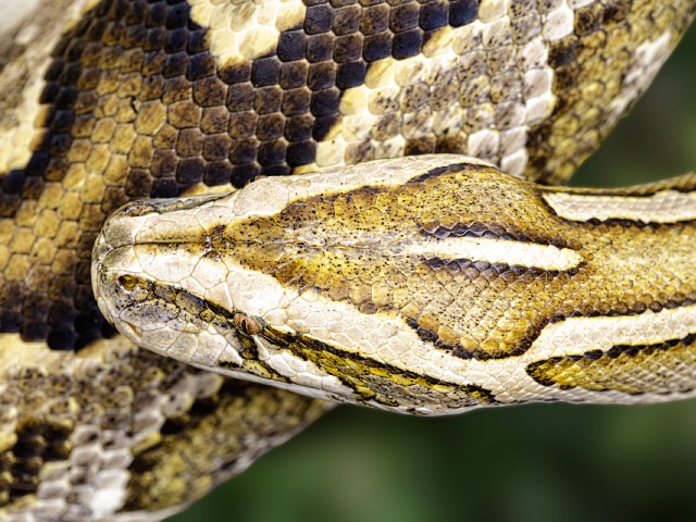 Burmese python in Florida.