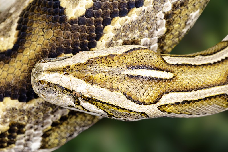 Burmese python in Florida.