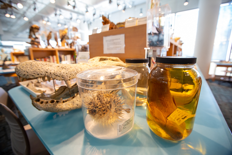Specimens are shown inside the Naturalist Center in the Museum before the temporary closure to the public for exhibit construction.